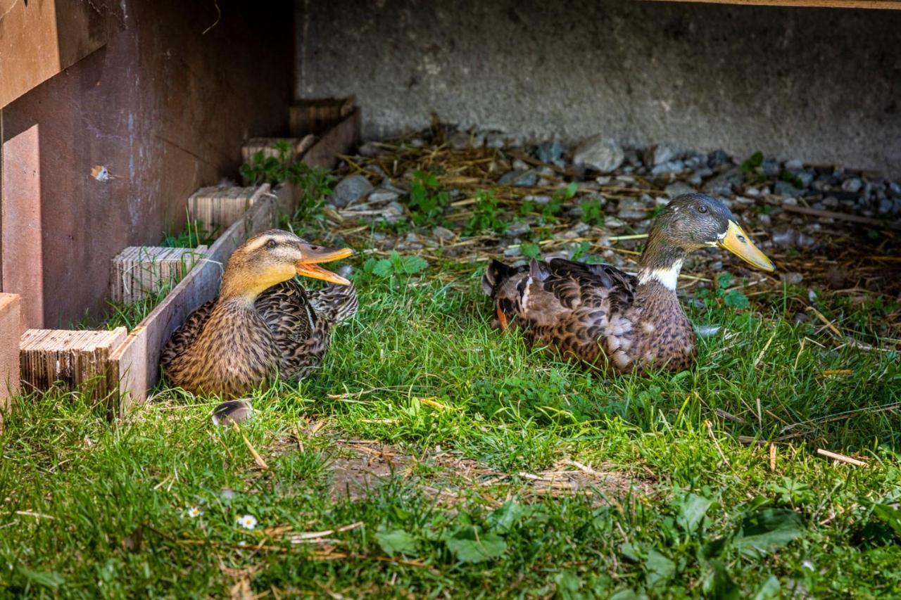 Appartamento Daarhof Wagrain Esterno foto